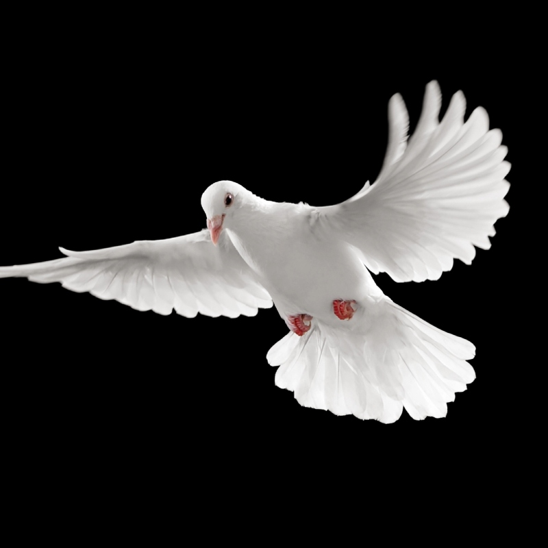A sense of freedom and hope, conveyed through the image of a white dove soaring through the sky