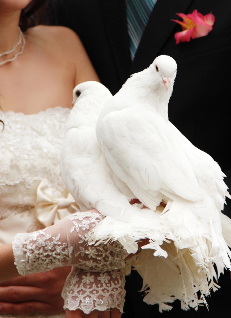 A group of pigeons of various breeds, including King pigeon, Homing pigeon, French Mondain, Indian Fantail, and Giant Runt