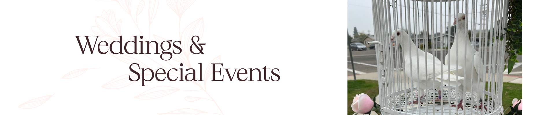 A symbol of trust and connection, as the doves choose to rest on the person's hand